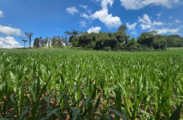 Chácara para venda comunidade São Caetano 