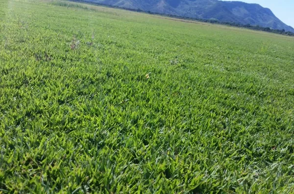 Amaral Peixoto, Saquarema.