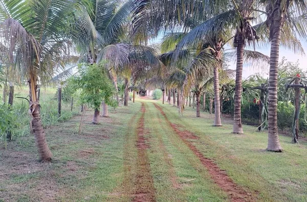 Chácara para venda, 3 quarto(s),  Chacara, Tangará Da Serra