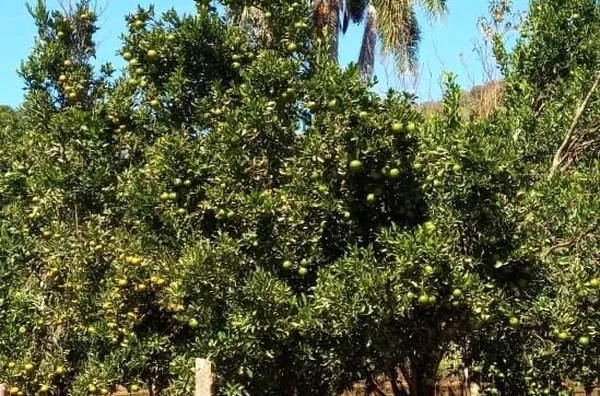 - área de terra para venda,  Santa Lucia Do Piaí, Caxias Do Sul