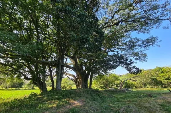 Sítio - Bairro Lami 