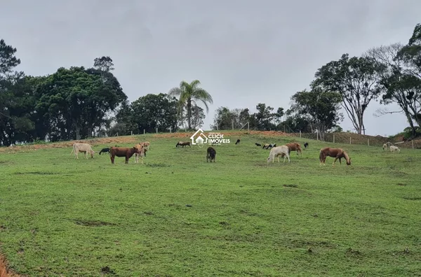 Sítio Com 98.000 M² Para Venda, Warnow, Indaial