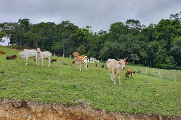 Sítio Com 98.000 M² Para Venda, Warnow, Indaial