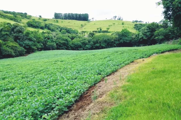 Sítio á venda localizado na cabeceira do Pinhal 