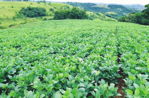 Sítio á venda localizado na cabeceira do Pinhal 