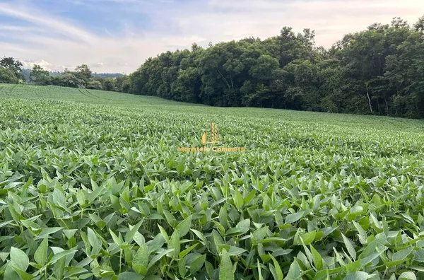 6 ALQUEIRES À VENDA EM SÃO PEDRO DO FLORIDO